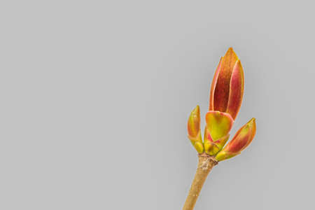 The budding bud of the top of the branch is close-up on a gray background. selective focus.の写真素材