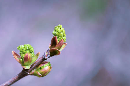 A close-up branch with green bud inflorescences on a natural blurred pastel background. background.の写真素材