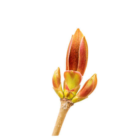 A beautiful bud on the top of a branch isolated on a white background. The concept of an object of design, brightness, growth.の写真素材