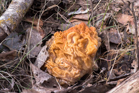 A giant close-up line grew in April in the forest. background. The concept of collecting the first spring mushrooms.の写真素材