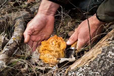 The male hands of the mushroom picker are ready to cut the mushroom stitch close-up grew in the spring forest. background. The concept of collecting the first spring mushrooms.の写真素材