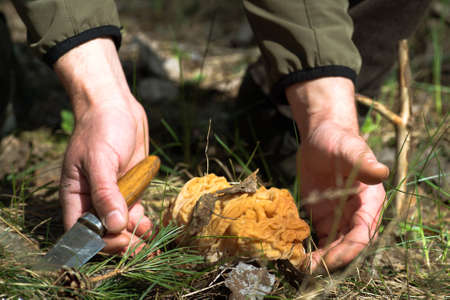 Male hands of a mushroom picker with a knife release an orange line from last year's grass.Background. The concept of collecting the first spring mushrooms.の写真素材
