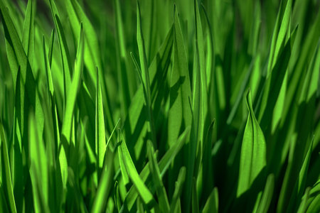 Green grass close-up in the morning glare of the sun. organic texture. natural background.の写真素材