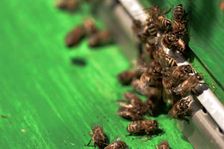 Bees collect honey and swarm around the hive. Bees fly around the hive collecting after pollen in early spring. selective focus.の写真素材