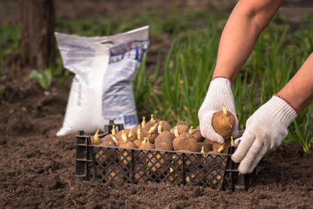 A farmer's hands in white gloves hold a sprouted potato tuber with green sprouts over a black box of potato seeds against the background of a bag of fertilizer and onion greens. background.の写真素材