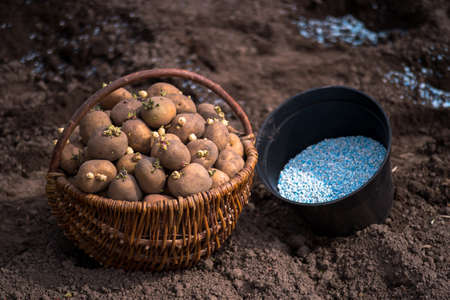 Potato tubers with green sprouts in a wicker basket and a black container of blue-white fertilizer pellets close-up on the background of the ground with the fertilizer pellets applied. background.の写真素材