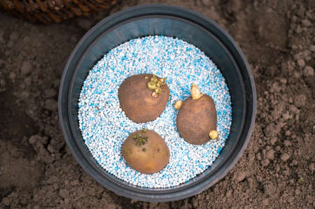 Three sprouted potato tubers lie in a black container on blue-white fertilizer pellets. background.の写真素材