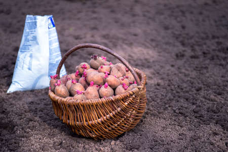 A basket of sprouted potato tubers with pink sprouts on the background of a white fertilizer bag and plowed land. background.の写真素材