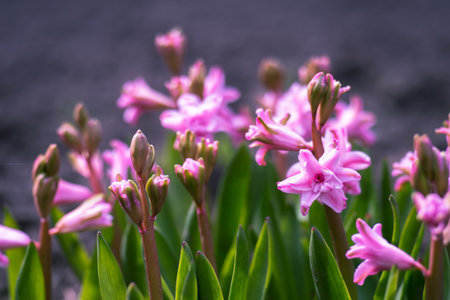 Pink hyacinths close-up in early spring in the morning light. background. selective focus.の写真素材
