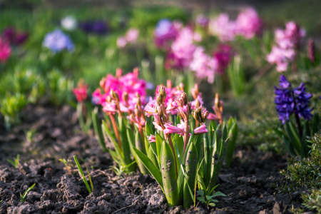 A flower bed of colorful hyacinths in early spring in a morning light. background. selective focus.の写真素材