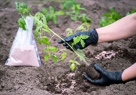 Female hands of a farmer in black gloves hold a sprout of tomato seedlings before planting in the ground against the background of fertilizer in a bag. background.の写真素材