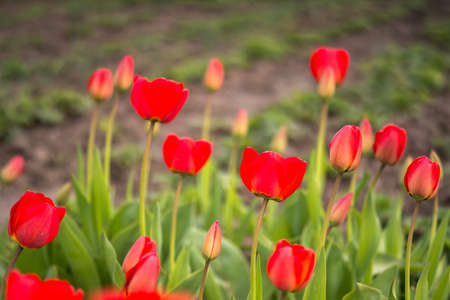Red tulips close-up on a flower bed in early spring in the morning light of the sun. background. selective focus.の写真素材