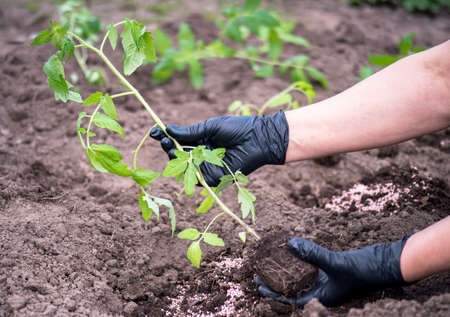 Female hands of a farmer in black gloves hold a sprout of tomato seedlings before planting in the ground against the background of a bed of humus with fertilizer pellets. background.の写真素材