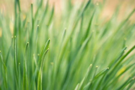 Green daffodil leaves close up in soft light. background. selective focus.の写真素材