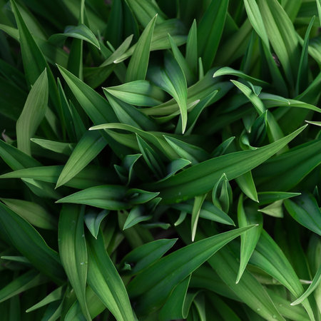 Green leaves of the plant in a uniform soft light.Natural background. selective focus.の写真素材