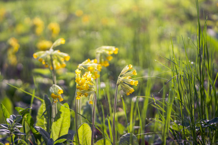 Spring yellow flowers in the sunlight on the background of a blurred meadow. background. selective focus.の写真素材