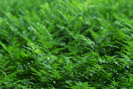 Blurs. Thickets of green fern. organic texture. natural background. Sharpness in the middle field.の写真素材