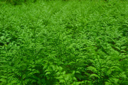Thickets of green fern. organic texture. natural background. sharpness in the middle field.の写真素材