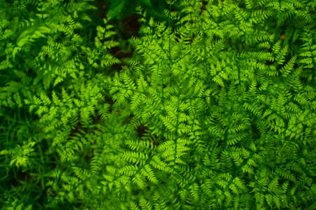 Young green thickets of fern leaves. The view from the top. natural background.の写真素材