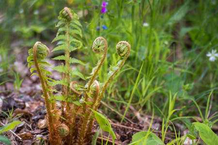Green fern bush with young twisted leaves on the background of the forest canopy. background. selective focus.の写真素材