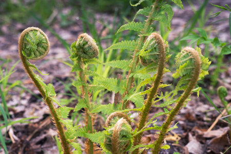 Green fern bush with young twisted leaves close-up on the background of the forest canopy. background. selective focus.の写真素材