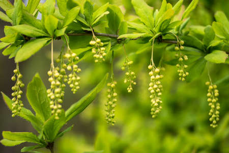 Horizontal branch of the Canadian barberry with hanging clusters of inflorescences of buds before flowering in soft light. background.の写真素材