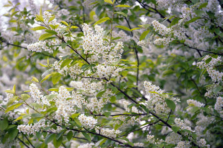 Lush clusters of white bird cherry blossoms in uniform lighting. background.の写真素材