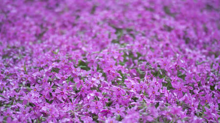 Texture of pink phlox flowers in drops after rain.Background. selective focus.の写真素材