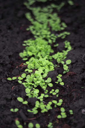 Green young lettuce sprouts sprout from the moist ground. background.の写真素材