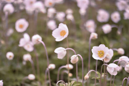 White Anemone flowers in the light, even light of a spring morning. background.の写真素材