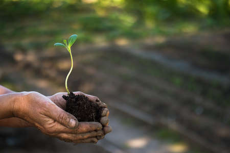 Female hands of a farmer hold a green seedling sprout on the background of a plantation. background.の写真素材