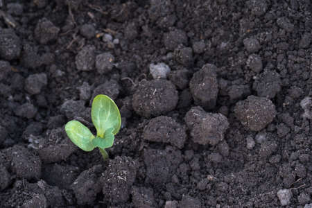 Green sprout close-up sprouted on the bed in the hole. background. selective focus.の写真素材