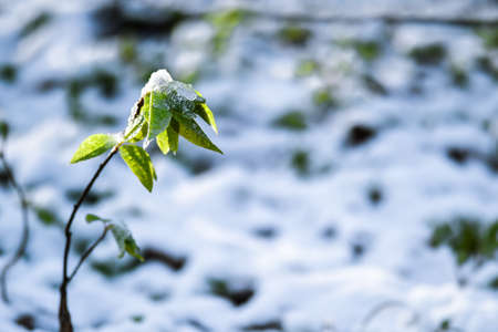 The green sprout of the bird cherry is covered with snow during unexpected precipitation in the spring. The concept of climate change. background.の写真素材