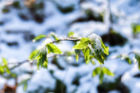 The green sprout of the bird cherry is covered with snow during unexpected precipitation in the spring. The concept of climate change. background.の写真素材