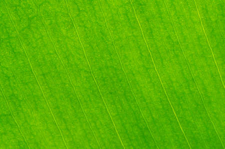 Organic green leaf texture close-up. background. Selective focus at the top of the frame.の写真素材