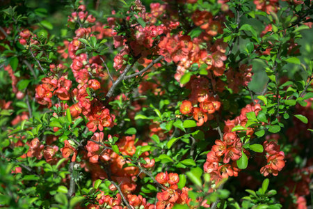 A flowering quince bush is strewn with red flowers against a background of bright green leaves. background. selective focus.の写真素材