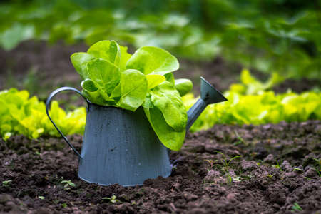 A watering can with green lettuce leaves in raindrops on the background of a vegetable garden. background.の写真素材