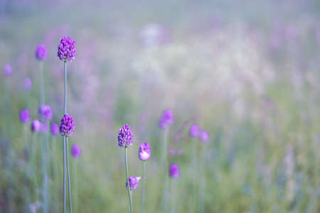 Pink inflorescences of wild garlic on the background of a blooming green meadow in a soft morning haze. background. selective focus.の写真素材