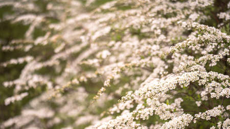Flowering spirea bushes in small white flowers in the soft light of a spring morning. background. The concept of growing shrubs for landscape design. selective focus.の写真素材