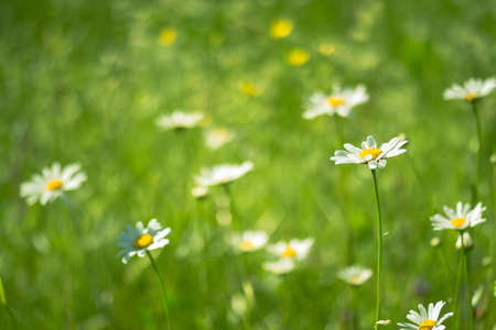 White daisies on a green meadow on a sunny summer morning. background. selective focus.の写真素材