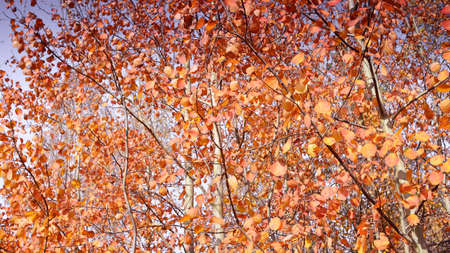 Copper bright aspen foliage on a clear sunny day. background.の写真素材