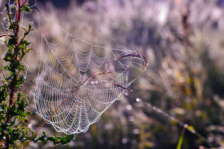 Spider web in dew drops on a meadow green in the glare of morning dew. background.の写真素材