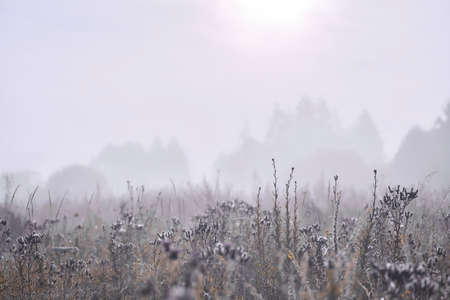 Autumn meadow at sunrise against the background of trees in a foggy haze. background.の写真素材