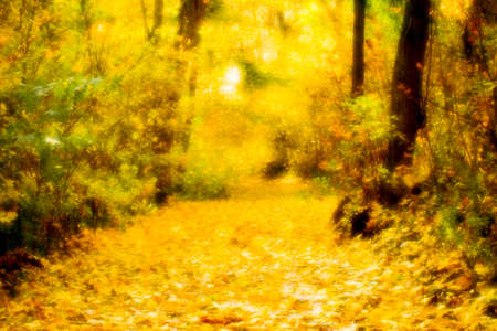 blurred. A road made of fallen colorful leaves in an autumn park among trees during leaf fall. background. Shallow depth of field photos were taken on soft lens.の写真素材