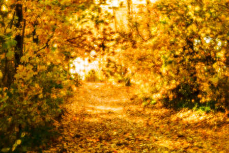 blurred. A road made of fallen colorful leaves in an autumn park among trees during leaf fall. background. Shallow depth of field photos were taken on soft lens.の写真素材