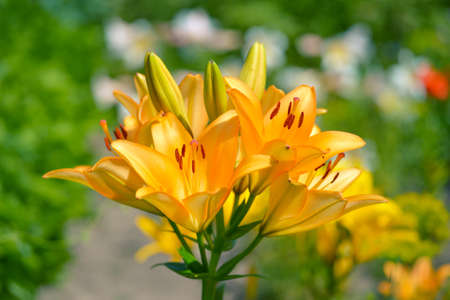 Orange lily inflorescence close-up on the background of a flower bed and greenery on a bright sunny day. background.の写真素材
