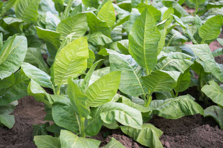 Green tobacco plants grow in close-up spud on the garden bed. background.の写真素材