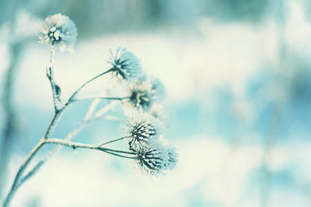 Dry thistles covered with frost on the background of blue snow. The natural background.の写真素材