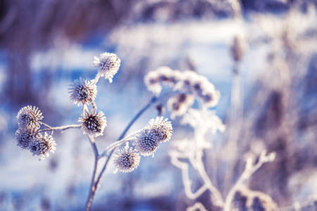 Burdock branch in frost crystals on the background of a snow-covered field. background. selective focus.の写真素材
