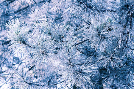 Pine branches close-up richly covered with frost. background.の写真素材